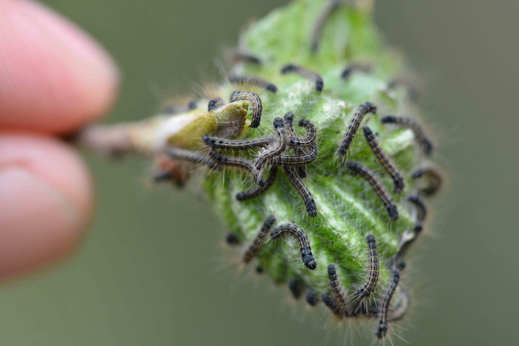 tent caterpillars
